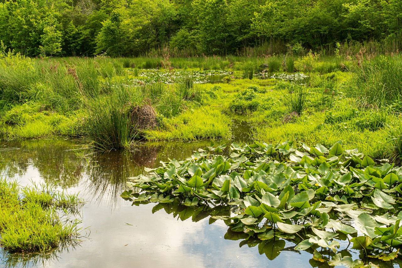 How to Reduce Your Water Footprint?